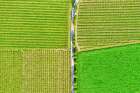 Italy-Valpolicella vineyards Art Print